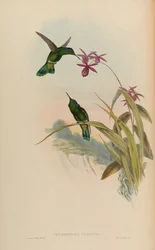 Petasophora cyanotus = Colibri thalassinus cyanotus